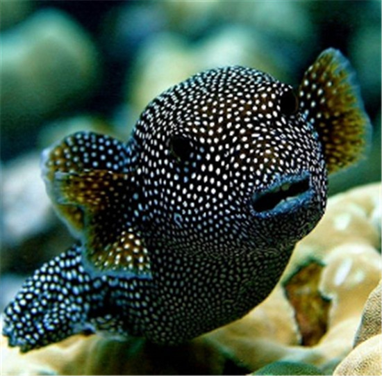 相信我,你的密集恐惧症能治好!——珍珠狗公