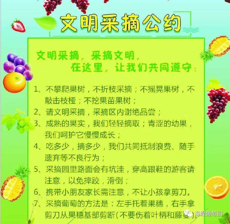 亲子活动|周末采摘葡萄