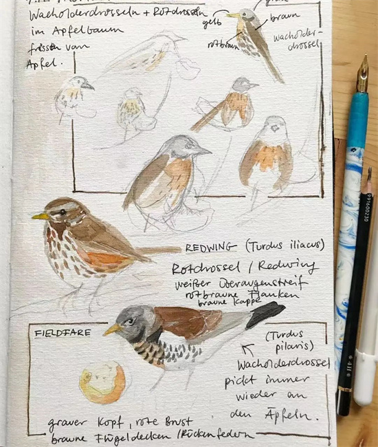 鸟类自然笔记 麻雀图片
